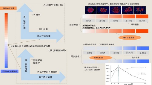 數(shù)學(xué)院在大鼠和人類胰島轉(zhuǎn)錄組中發(fā)現(xiàn)2型糖尿病前期的標志(圖2)